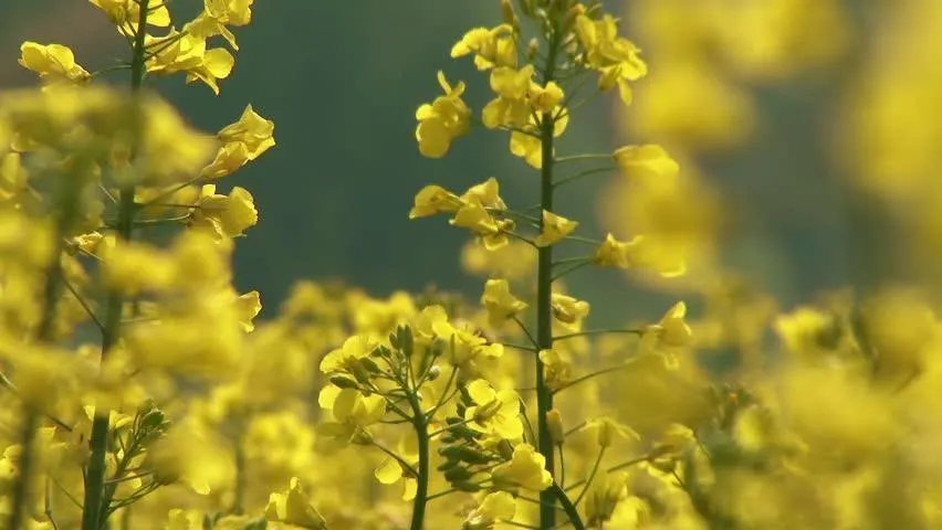 Canola Seed