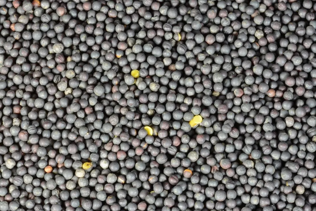 Canola Seed