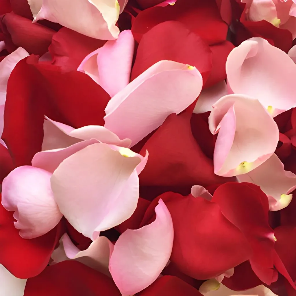 Red and Pink Rose Petals