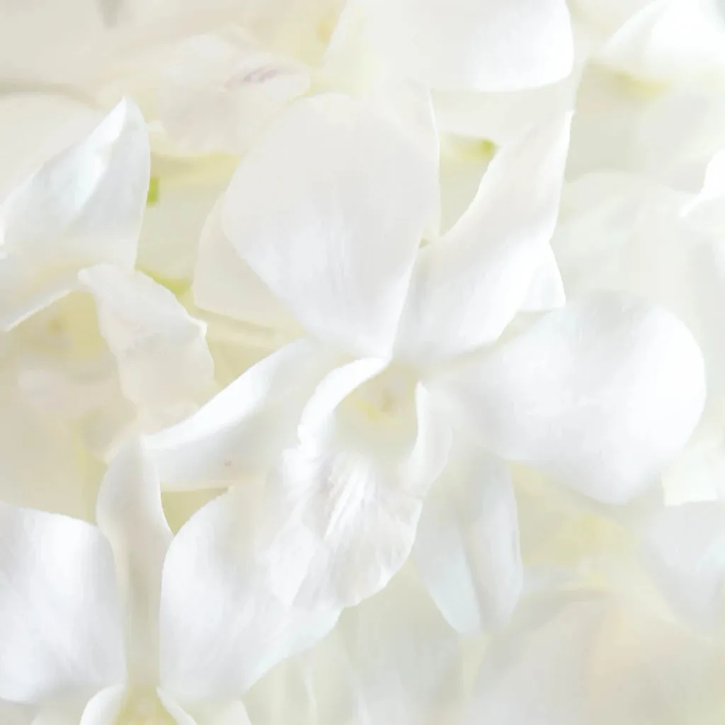 White Loose Orchid Blooms